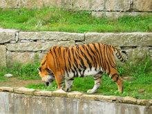 TIGRES 