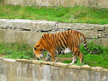 TIGRES 