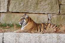 TIGRES 