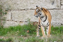 TIGRES 