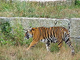 Tigers. 