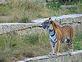 Tigers. 