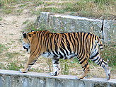 Tigers. 