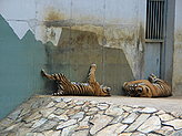 Tigers. 