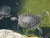 Turtles. Zoo. 