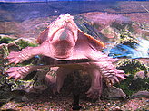 Turtles. Zoo. 