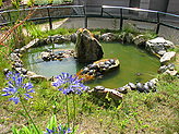 Turtles. Zoo. 