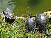 Turtles. Zoo. 