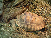 Turtles. Zoo. 