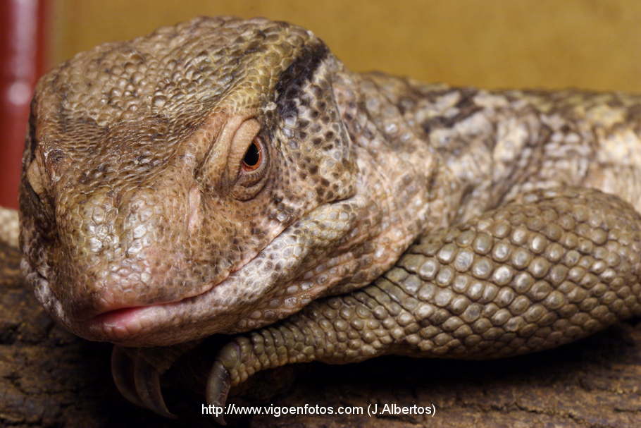FOTOS DE VARANOS: VARANO DE LA SABANA. REPTILES. LAGARTOS - VIGO. GALICIA