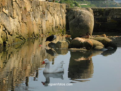 Marismas de Meira y rio da ponte - Moa�a. 