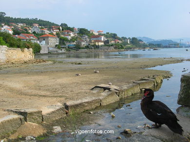 Marismas de Meira y rio da ponte. 