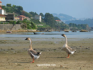 Marismas de Meira y rio da ponte - Moa�a. 