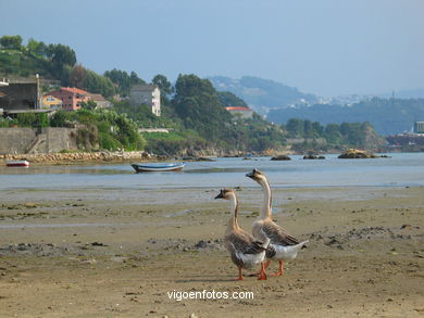 Marismas de Meira y rio da ponte - Moa�a. 