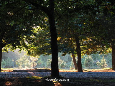 Parque forestal Domaio - Moa�a. 