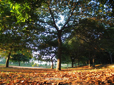 Parque forestal de Domaio