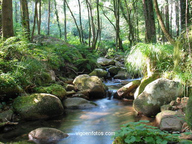 Ruta de senderismo rio da Fraga - Moaña.