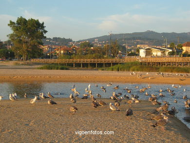 Marismas de Panx�n - Nigr�n. 