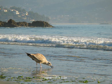 Playa de la Madorra - Nigr�n. 
