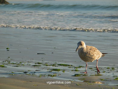 Playa de la Madorra - Nigr�n. 