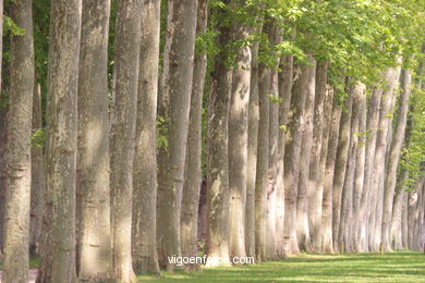 Gardens of Versailles - Versalles - Paris - Images and pics of travels and trips. France.
