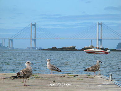 Puente de Rande. 