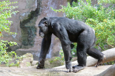 Les chimpanzés (parc de perroquets)
