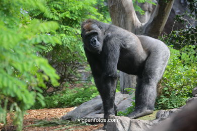 Gorilas (Loro Park)