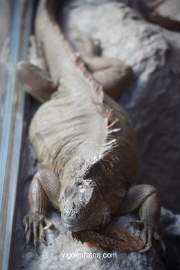 Iguanas. 