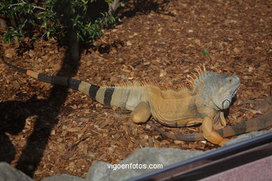 Iguanas. 