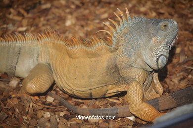 Iguanas. 