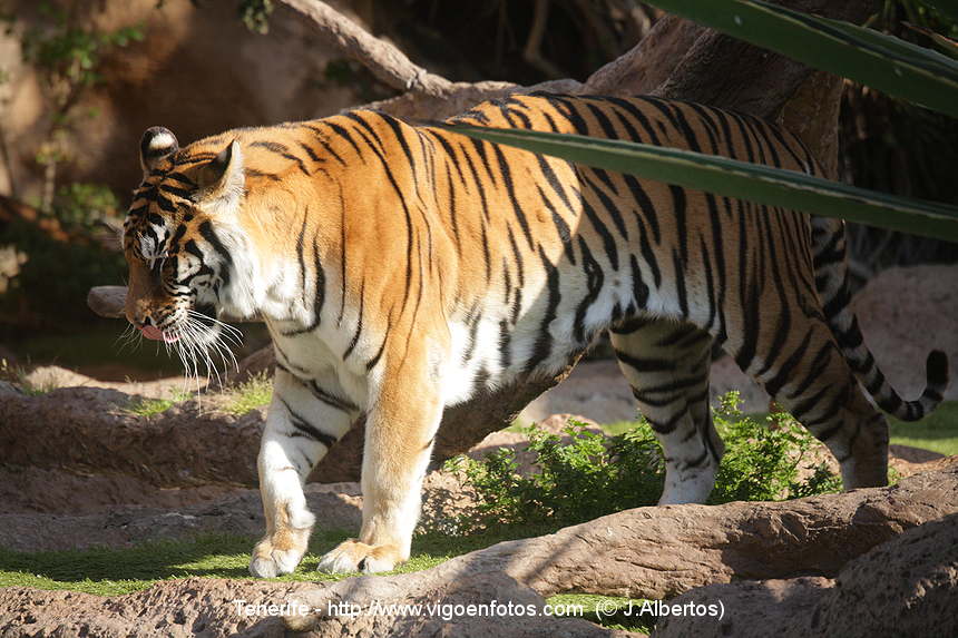 FOTOS DE TIGRES. TIGRE BLANCO ALBINO. ISLAS CANARIAS. LORO PARK ...