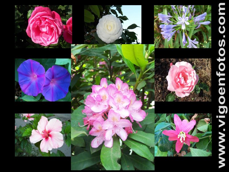 Wallpapers of Vigo wallpapers de flores. Wallpapers of Vigo