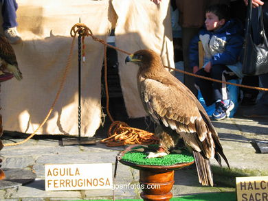 FALCONRY. DEMONSTRATION IN THE FESTIVAL arrival - BAIONA