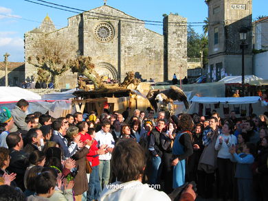 FALCONRY. DEMONSTRATION IN THE FESTIVAL arrival - BAIONA