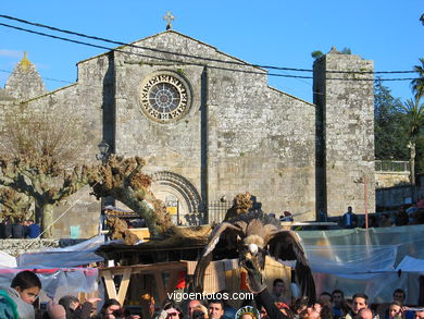 FALCONRY. DEMONSTRATION IN THE FESTIVAL arrival - BAIONA