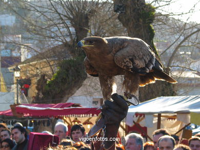 Falconeria. DIMOSTRAZIONE IN arrivo FESTIVAL - BAIONA