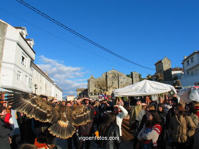 FALCONRY. DEMONSTRATION IN THE FESTIVAL arrival - BAIONA