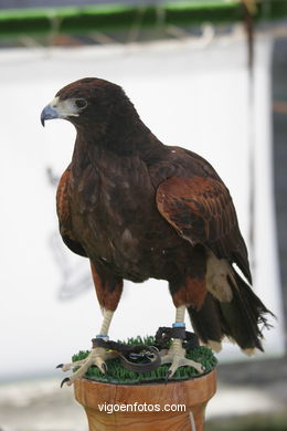 FALCONRY. DEMONSTRATION IN THE FESTIVAL arrival - BAIONA