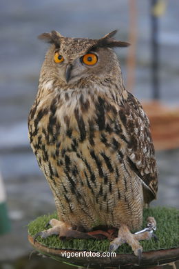 FALCONRY. DEMONSTRATION IN THE FESTIVAL arrival - BAIONA