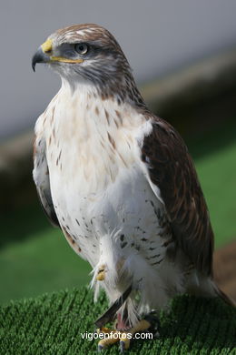 FALCONRY. DEMONSTRATION IN THE FESTIVAL arrival - BAIONA