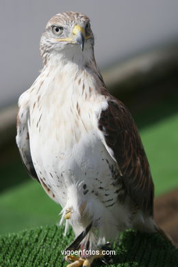 FALCONRY. DEMONSTRATION IN THE FESTIVAL arrival - BAIONA