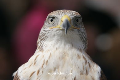 FALCONRY. DEMONSTRATION IN THE FESTIVAL arrival - BAIONA