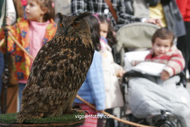 FALCONRY. DEMONSTRATION IN THE FESTIVAL arrival - BAIONA