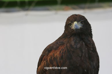 FALCONRY. DEMONSTRATION IN THE FESTIVAL arrival - BAIONA