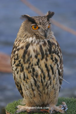 FALCONRY. DEMONSTRATION IN THE FESTIVAL arrival - BAIONA