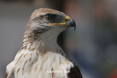 FALCONRY. DEMONSTRATION IN THE FESTIVAL arrival - BAIONA