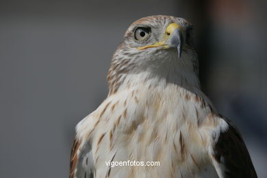 FALCONRY. DEMONSTRATION IN THE FESTIVAL arrival - BAIONA