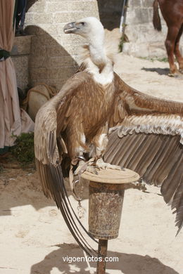 FALCONRY. DEMONSTRATION IN THE FESTIVAL arrival - BAIONA