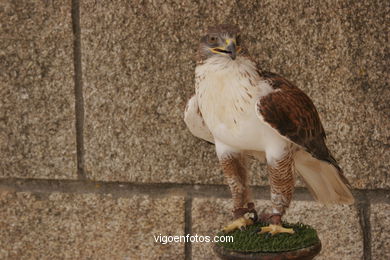 FALCONRY. DEMONSTRATION IN THE FESTIVAL arrival - BAIONA